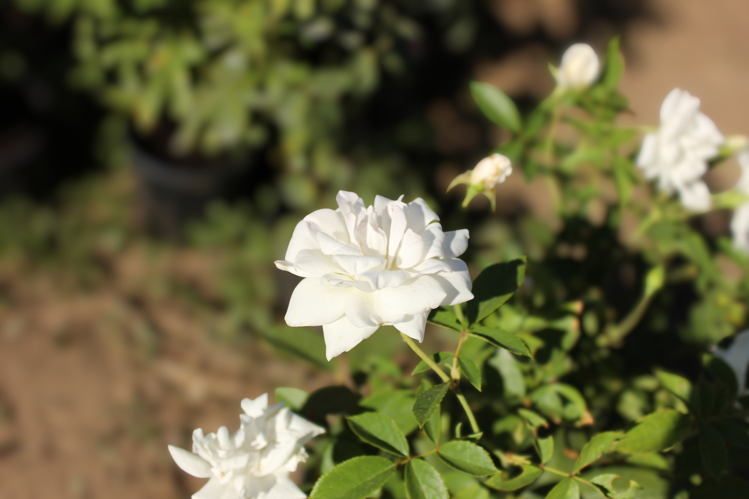 Роза храстовидна бяла