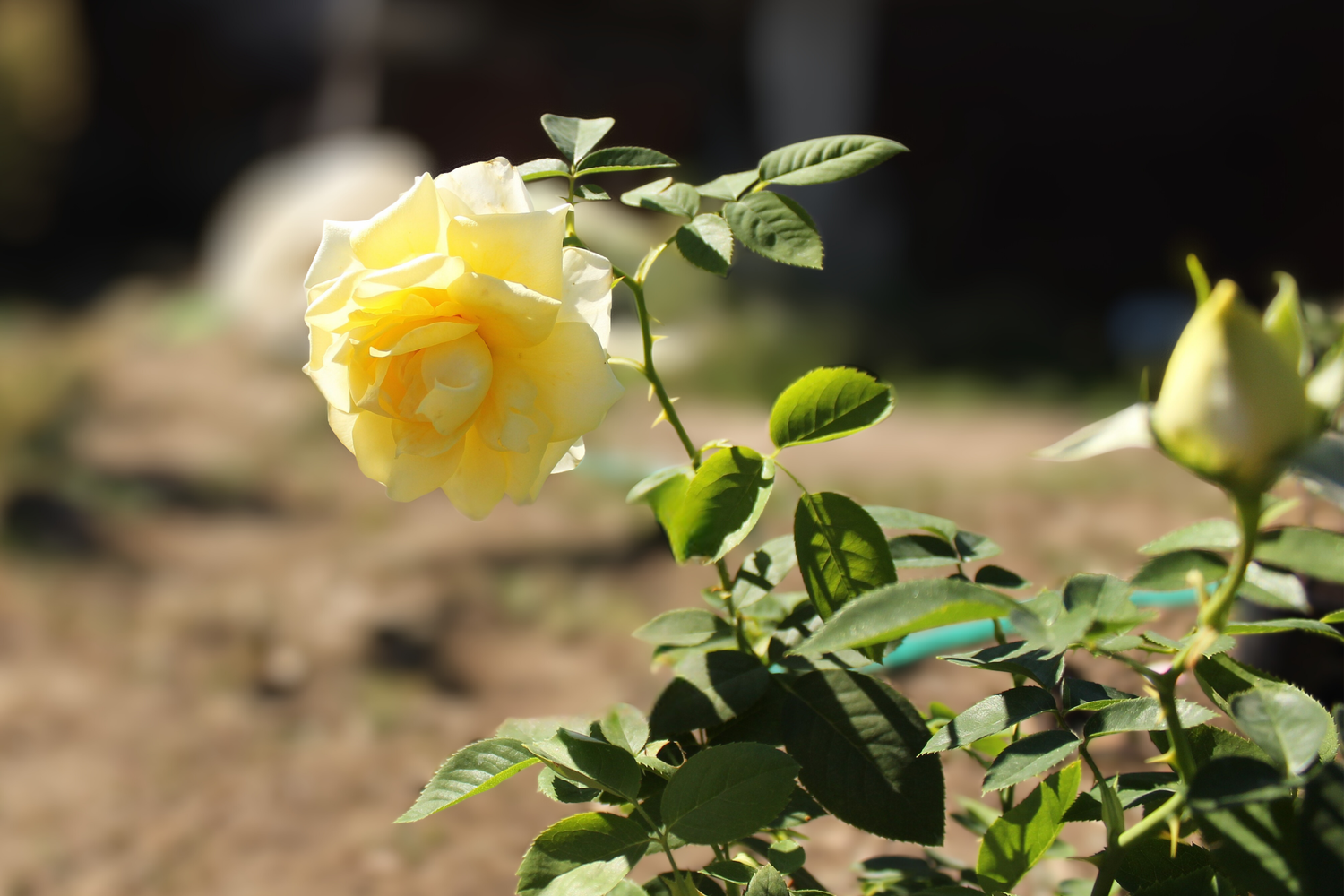 Роза храстовидна жълта