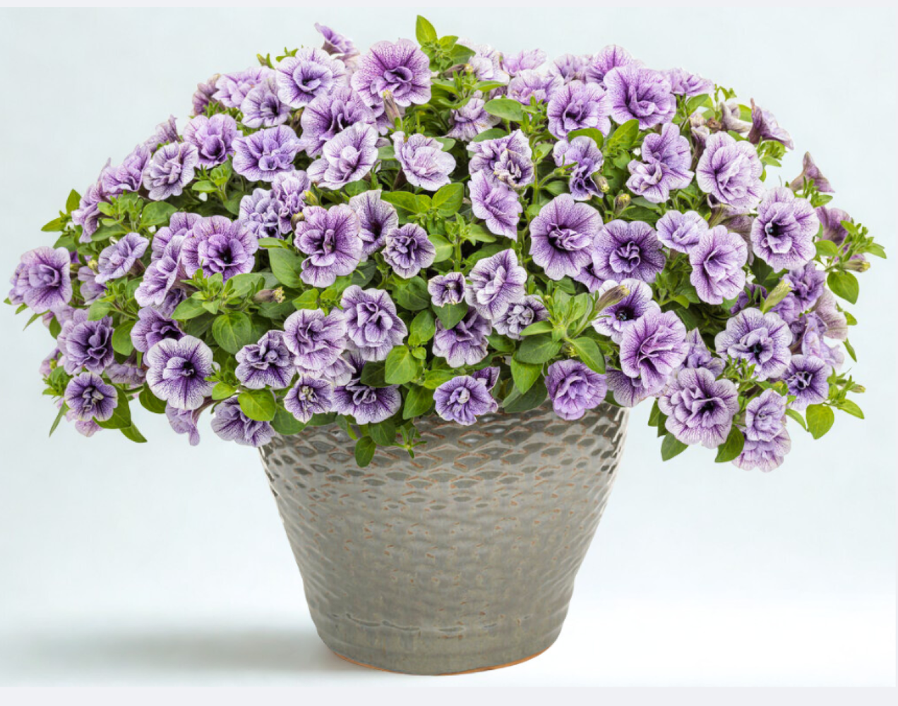 Tumbelina Pricilla Pro 