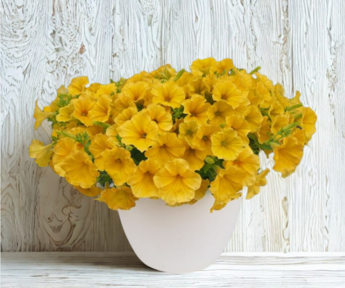 Surfinia Dark Yellow morn