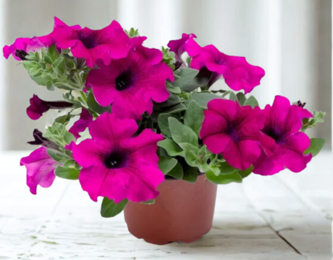 Surfinia Giant Purple