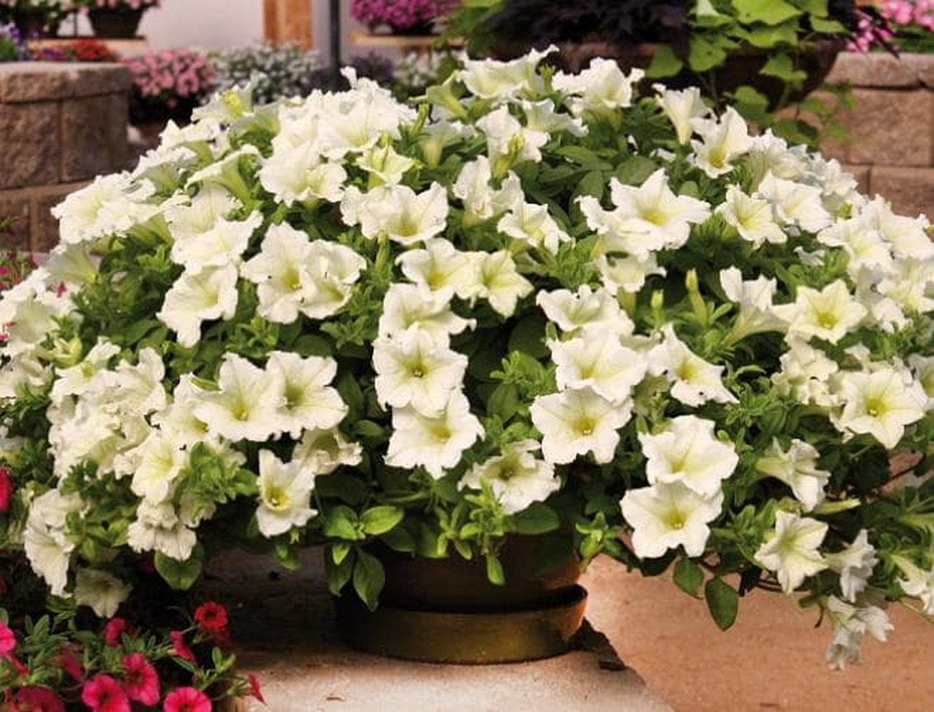 Surfinia Lime - висяща саксия 