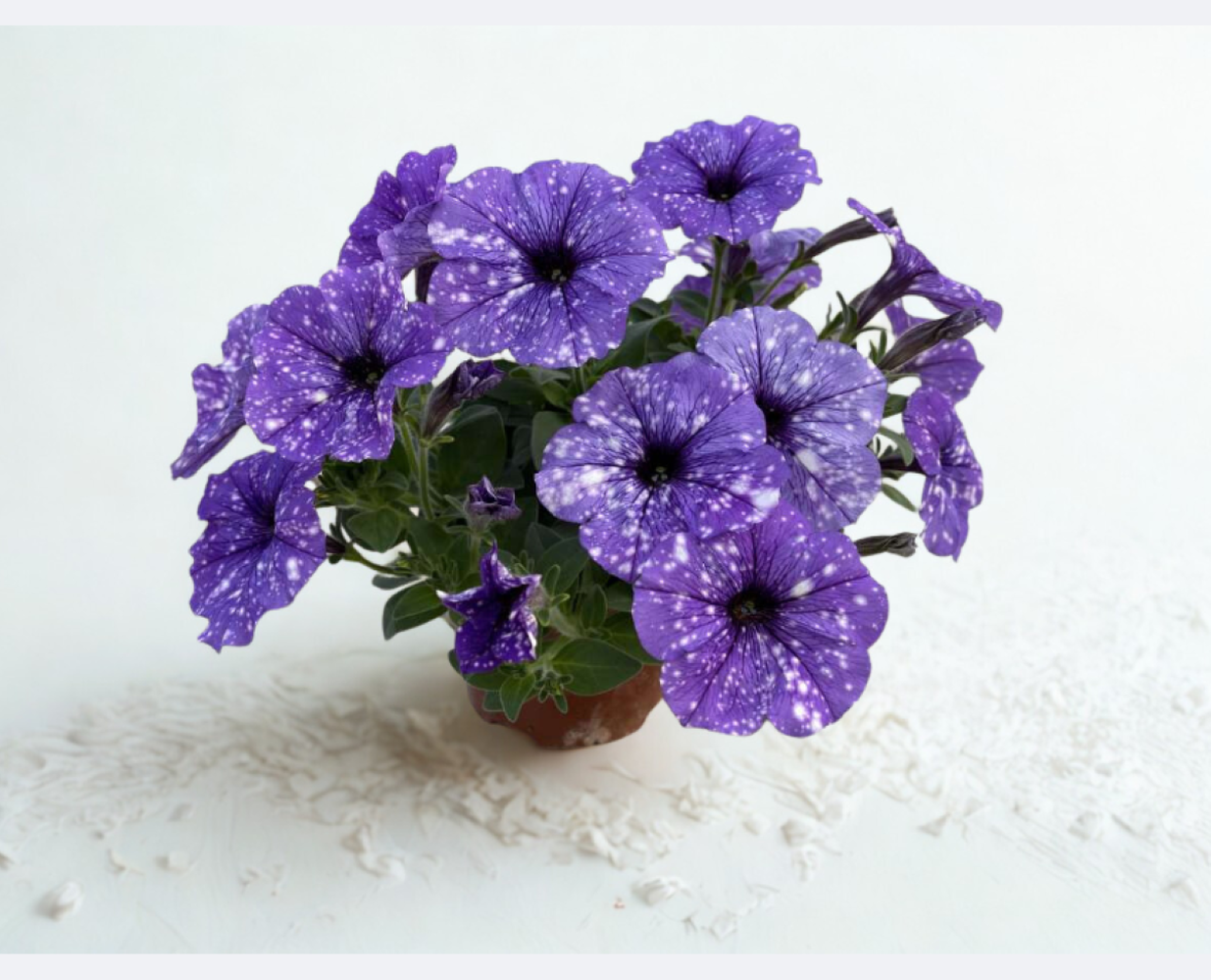 Atkinsiana Bolero Blue 