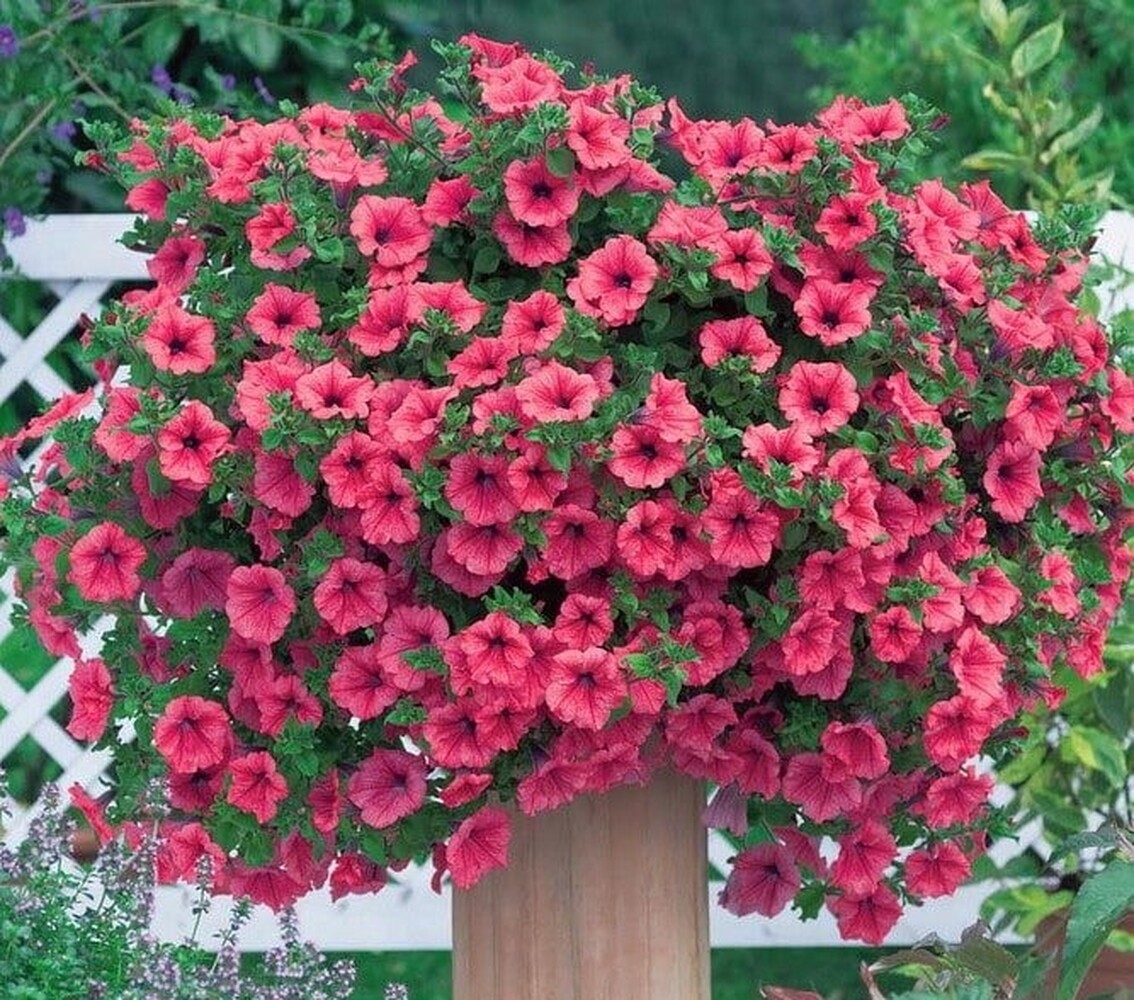 Surfinia Hot Red - висяща саксия 