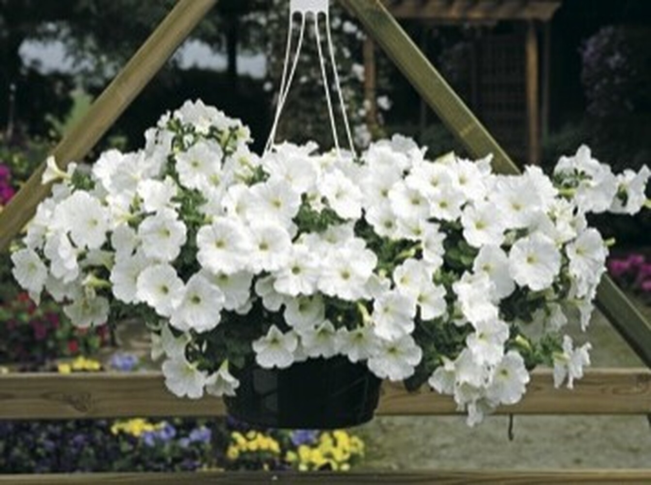 Surfinia White - висяща саксия 