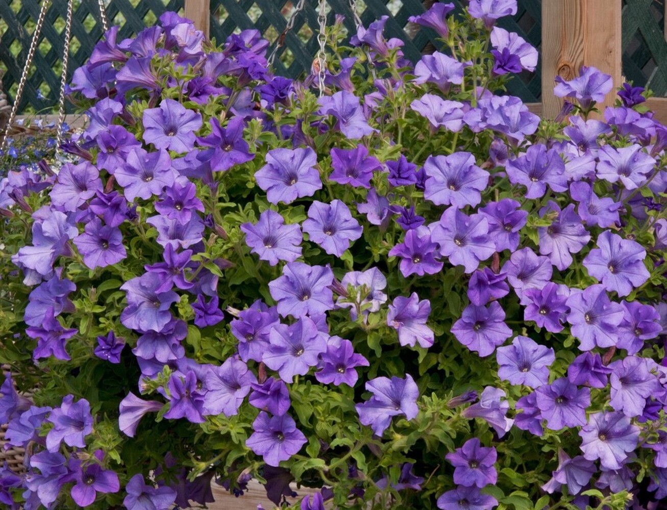 Surfinia Sky Blue - висяща саксия 