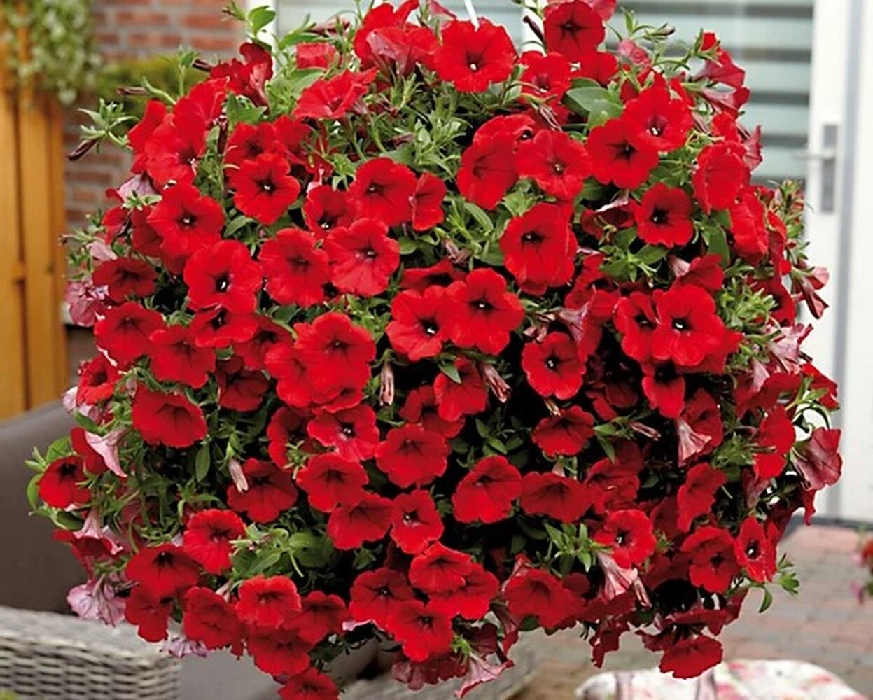 Surfinia Deep Red - висяща саксия 