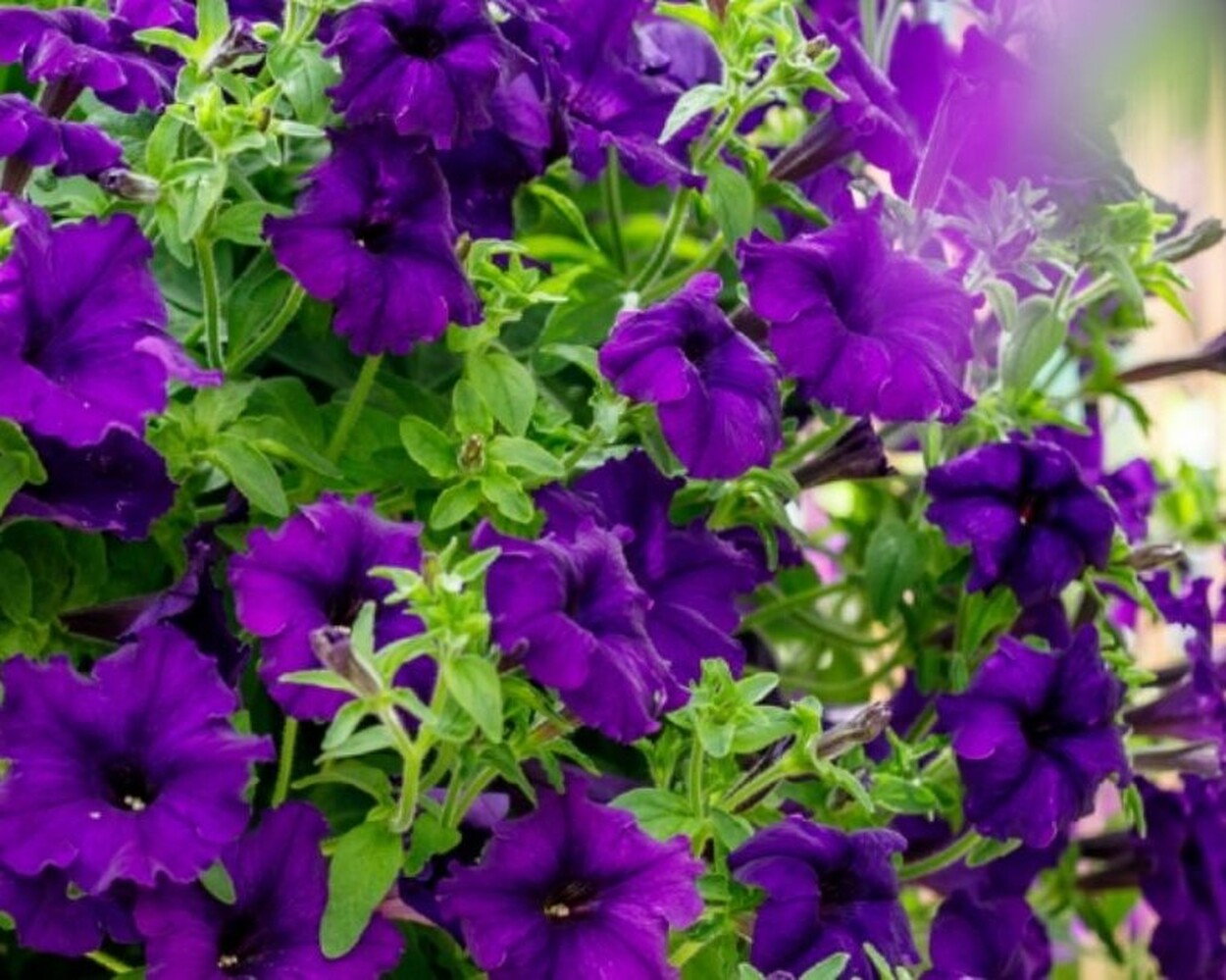 Surfiniq Violet - висяща саксия 