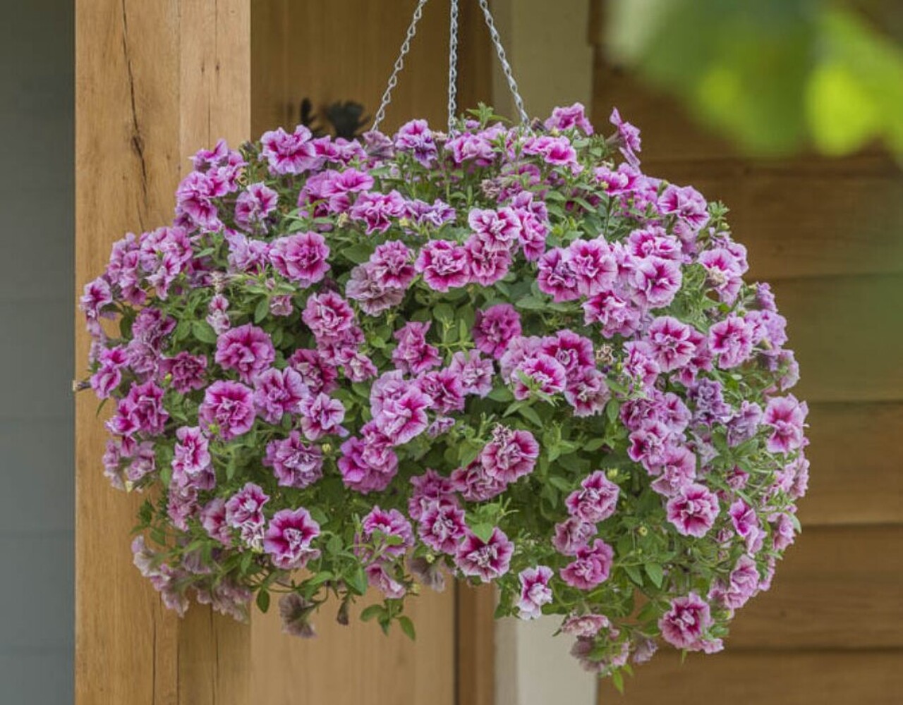 Tumbelina Francesca - висяща саксия 