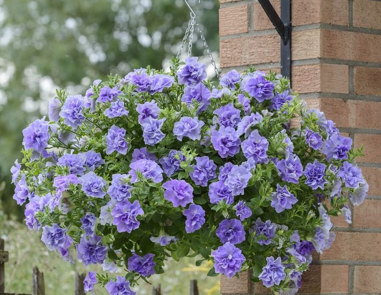 Tumbelina Maria - висяща саксия 