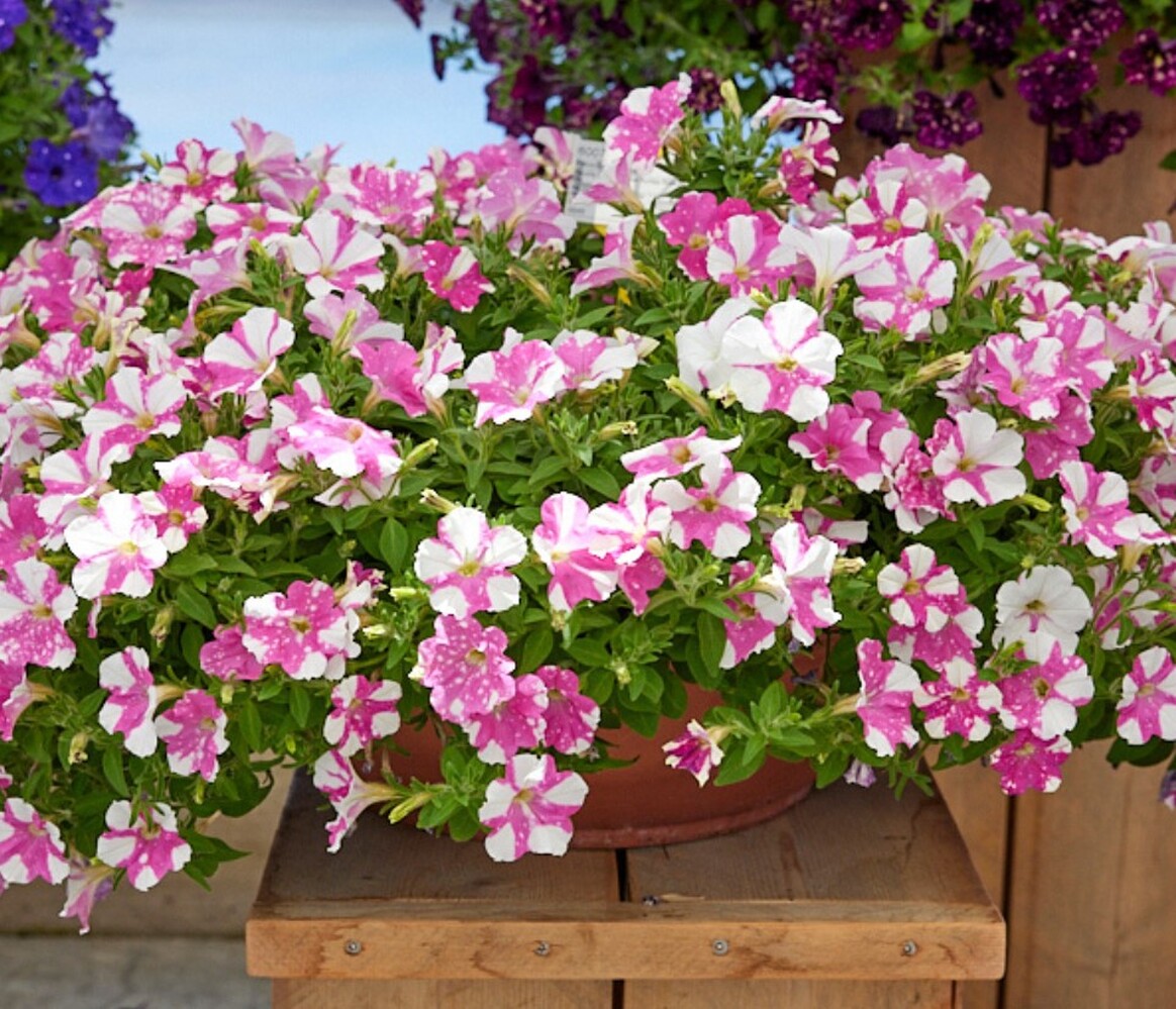 Atkinsiana Rumba Rose - висяща саксия 