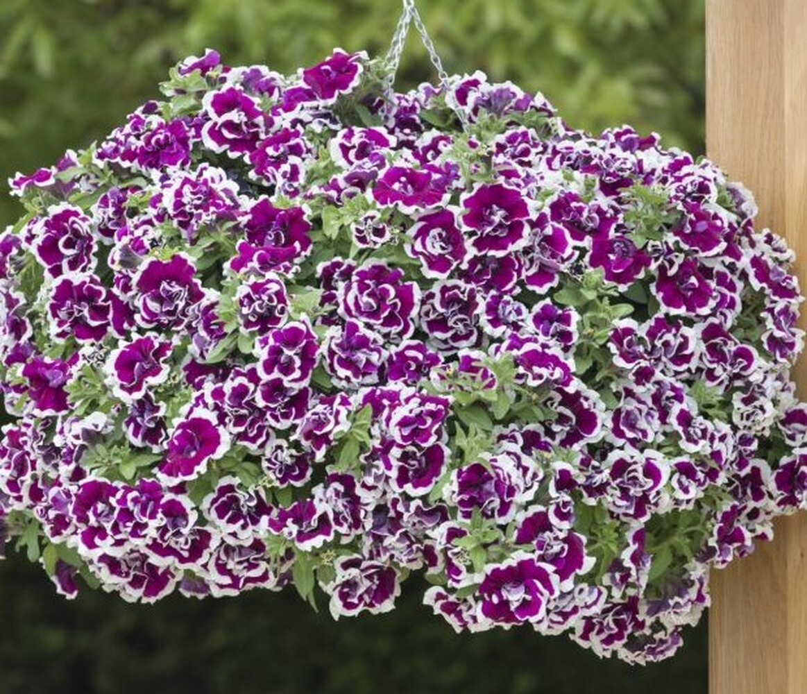 Tumbelina Bella - висяща саксия 