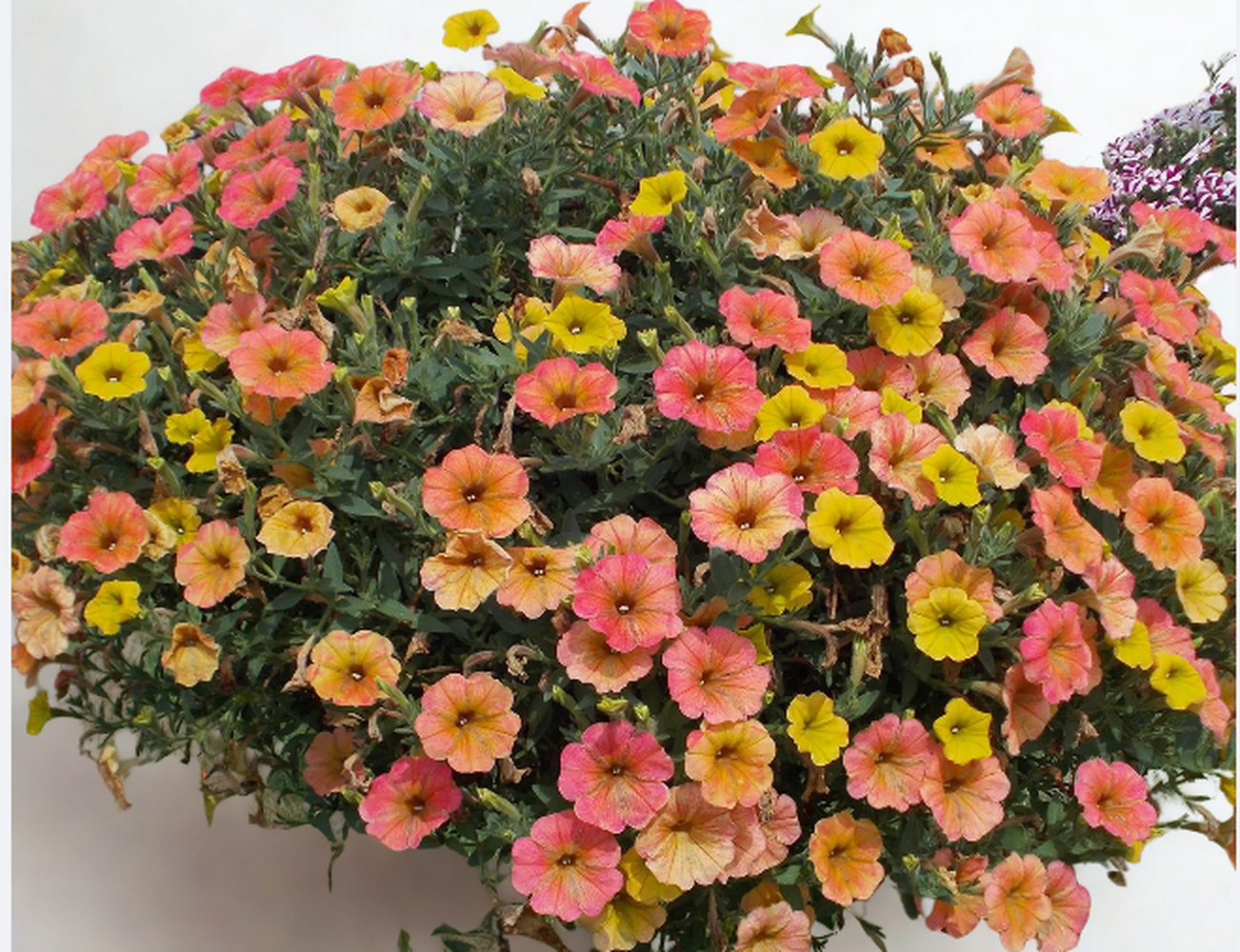 Atkinsiana Indian Summer - висяща саксия 