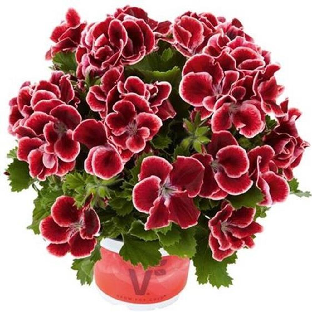 Pelargonium gr. Aristo Red Beauty