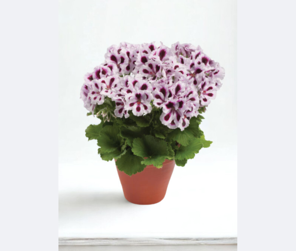 Pelargonium gr. Aristo Purple Stripes
