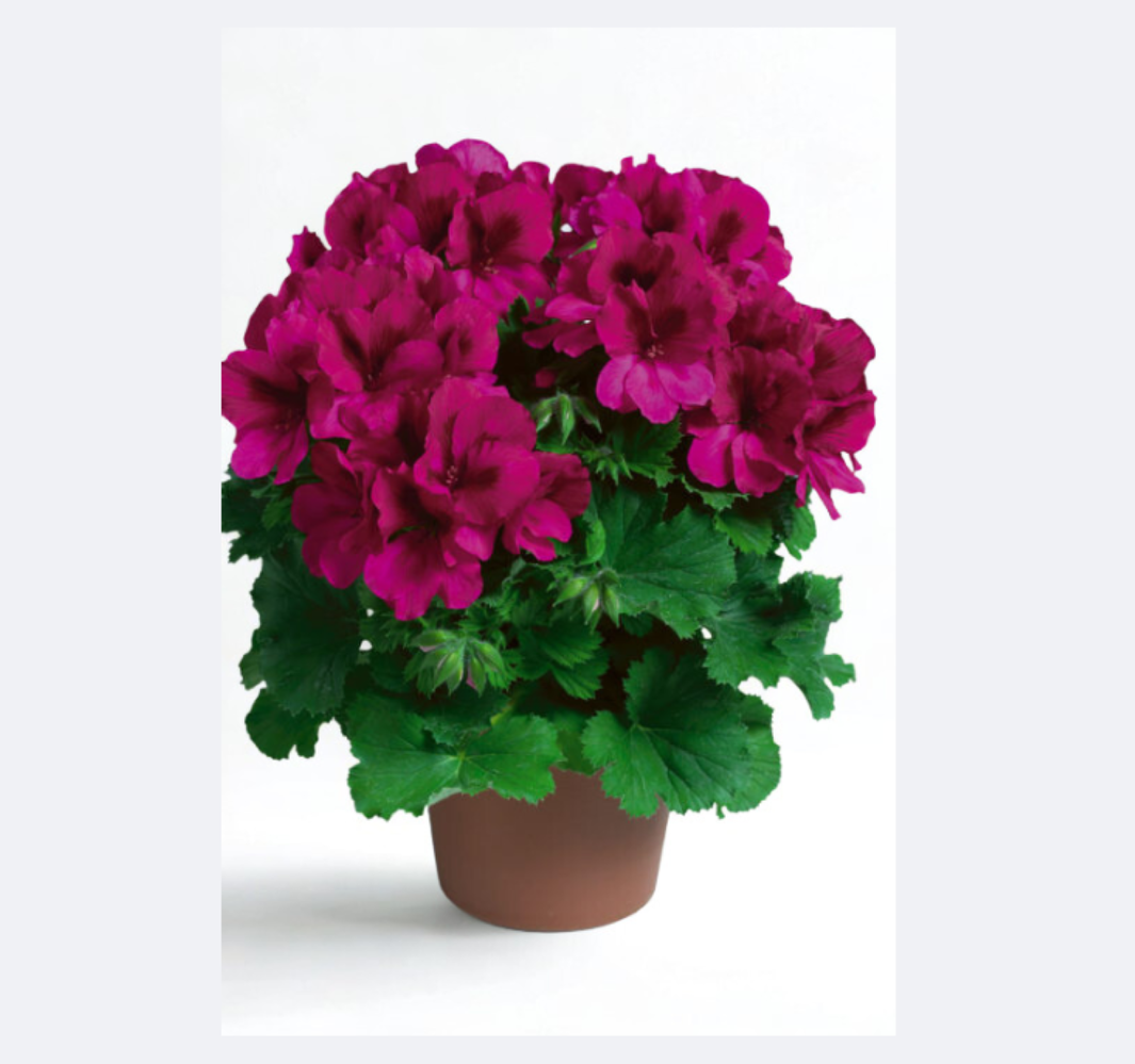 Pelargonium gr. Aristo Burgundy