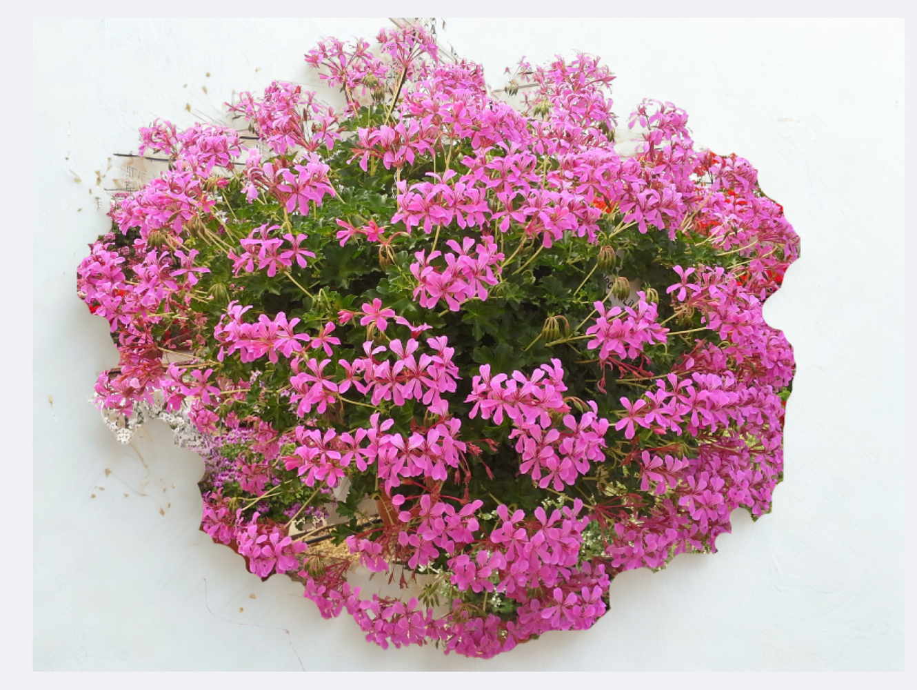 Pelargonium Peltatum Decora Lila DUBLE STICK