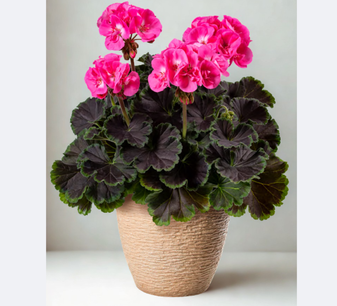 Pelargonium Chocolate Pink