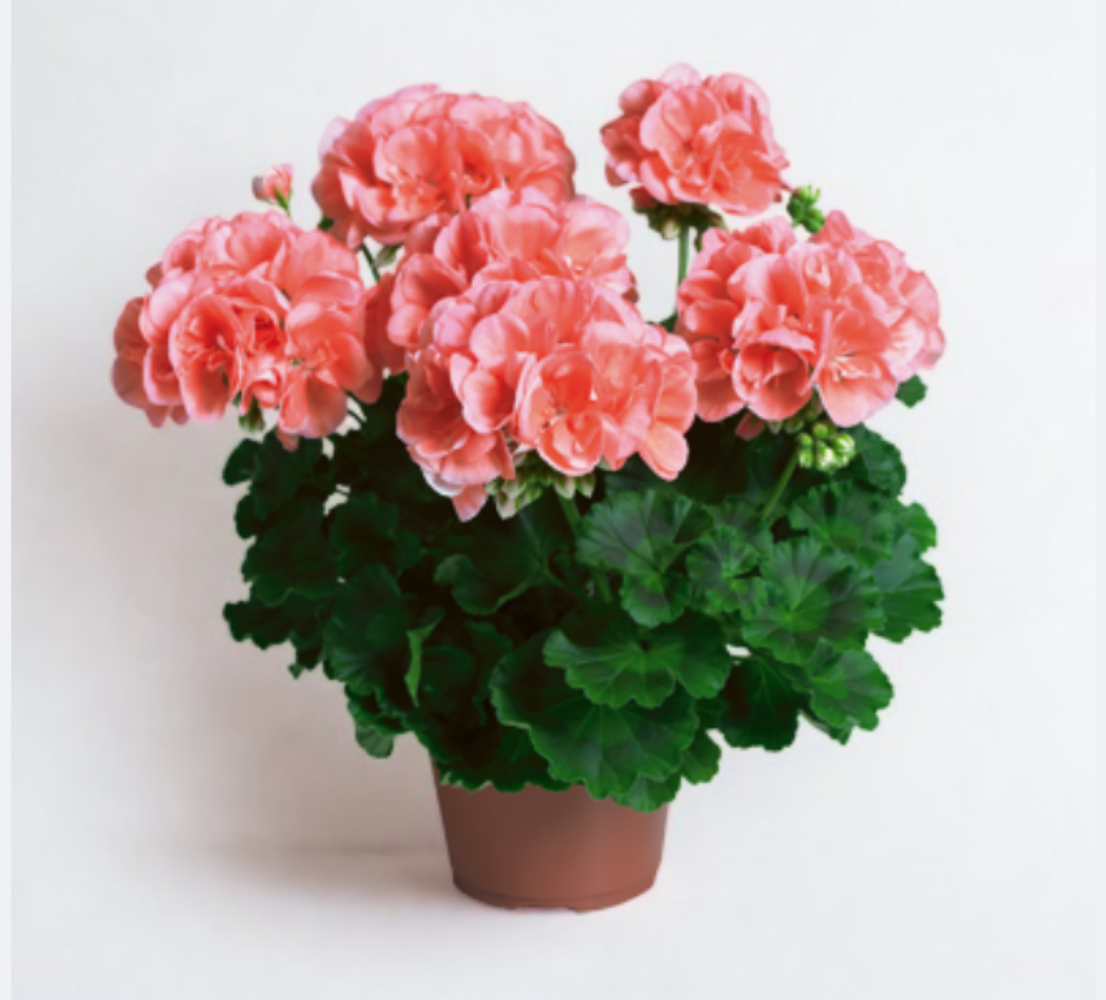 Pelargonium zonale Quality line- Calais