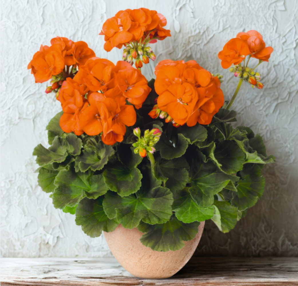 Pelargonium zonale Quality line- Morning Sun