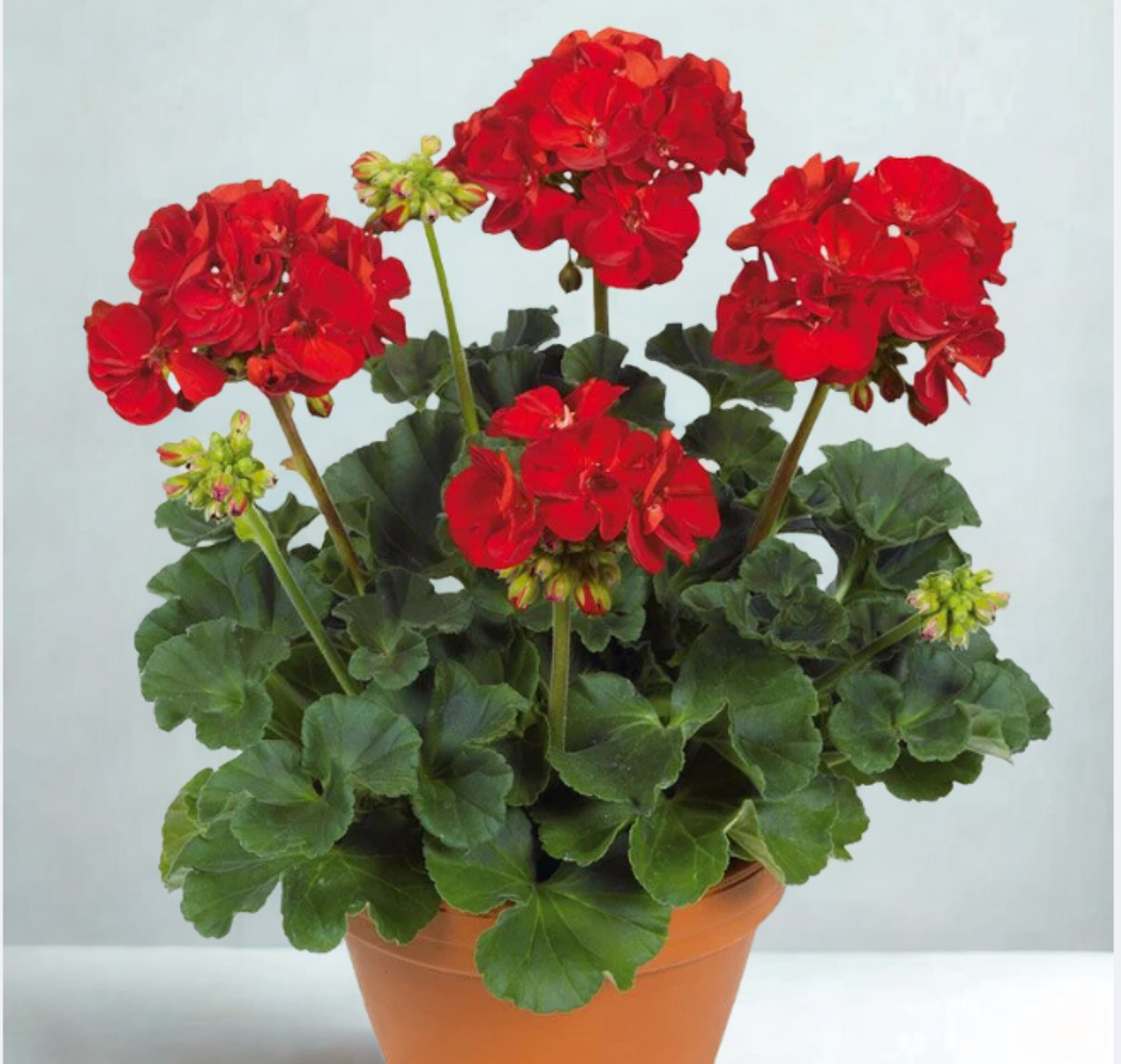 Pelargonium zonale Quality line- Victor