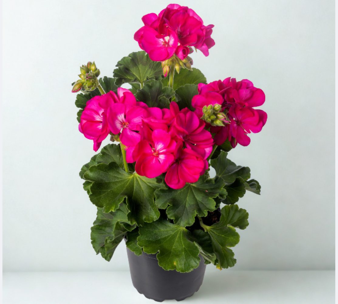 Pelargonium zonale Quality line- Ellen