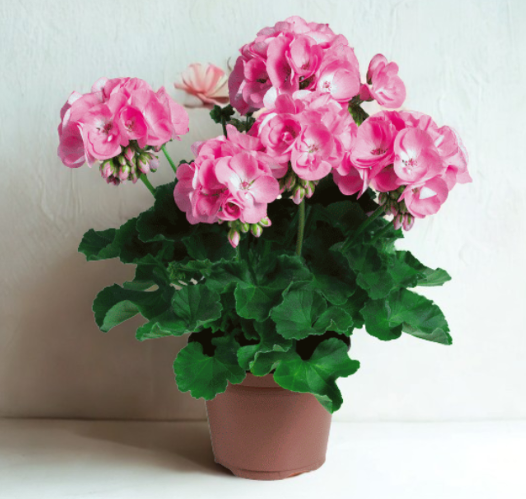 Pelargonium zonale Quality line- Candy Pink