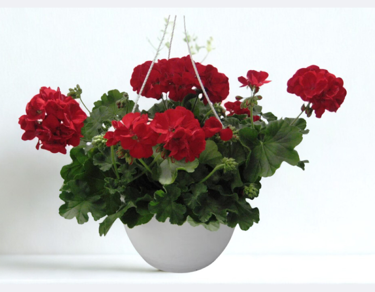 Червено калиопе - висяща саксия