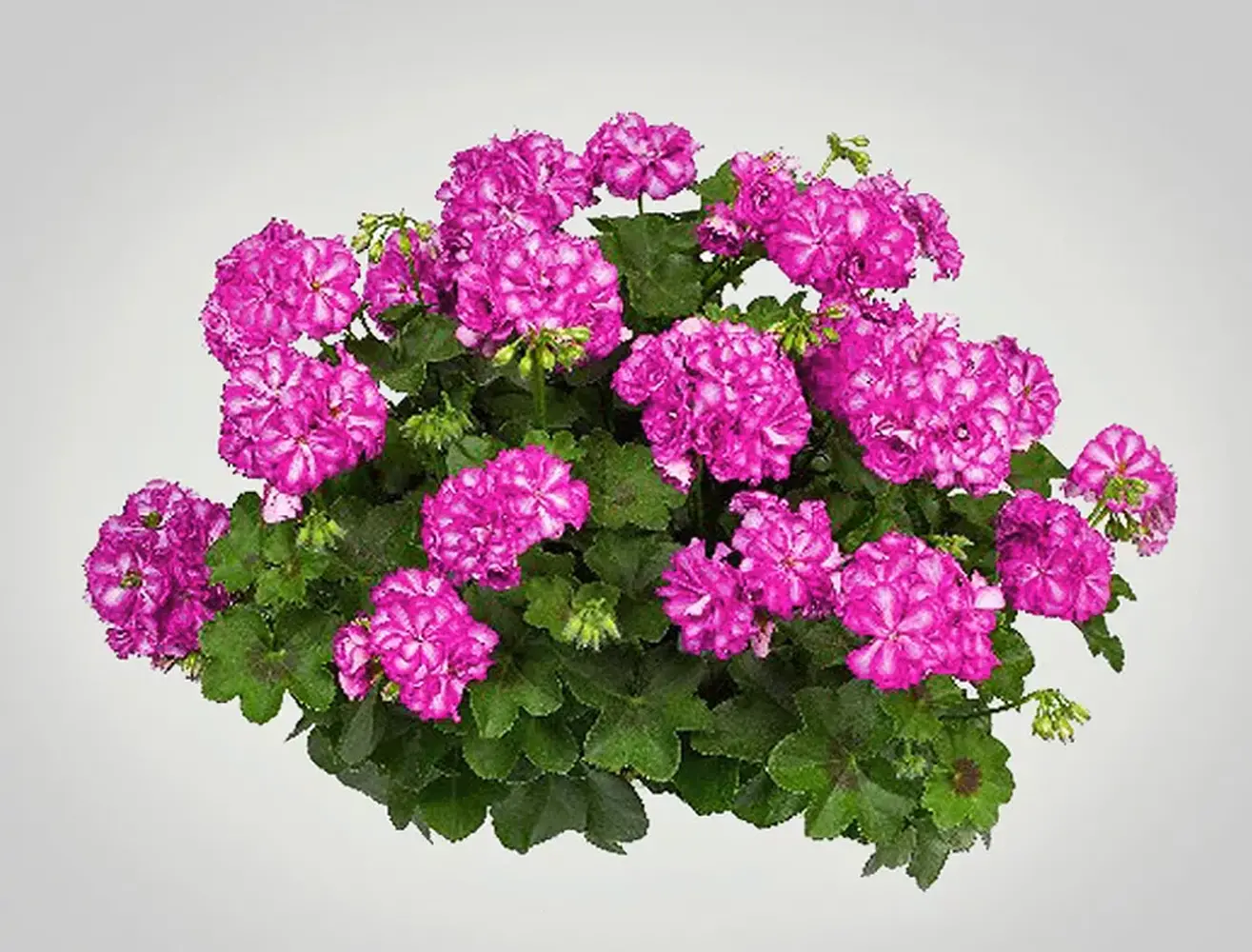 САКЪЗ МЕКСИКА АМИ