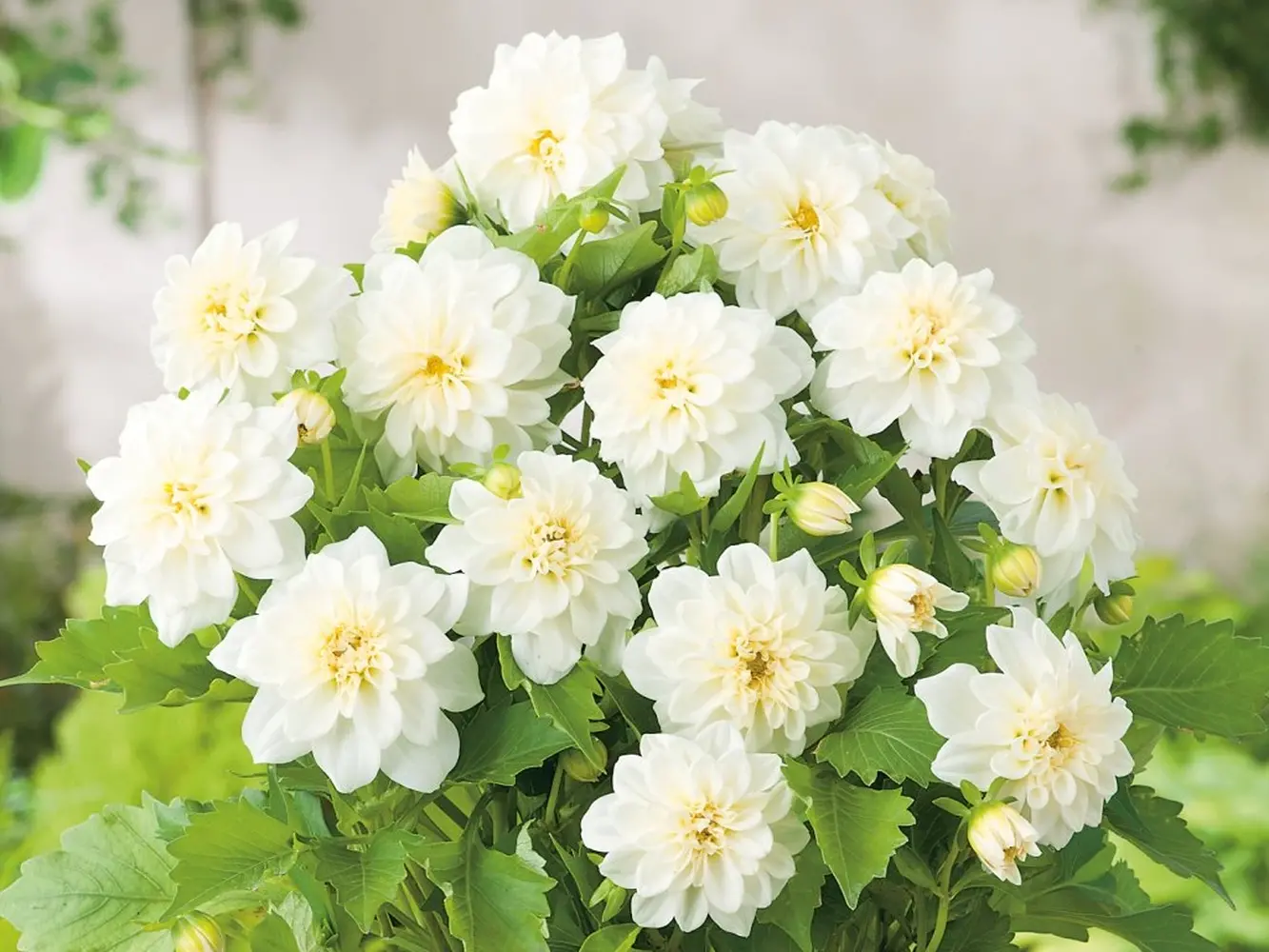 Dahlia Imagin Power White