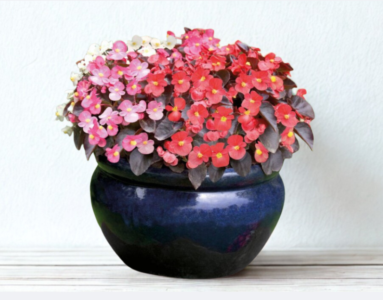 Begonia semperfl. MIX