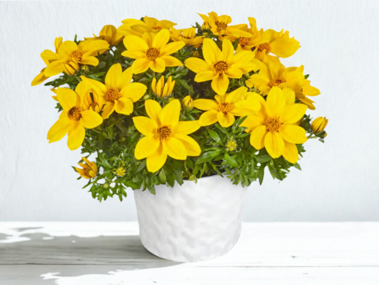 Bidens Sunbird Yellow