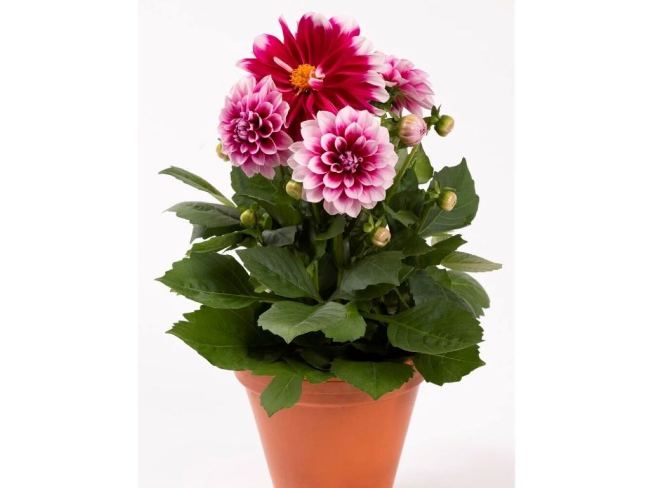 Dahlia Imagin Power Bicolor Burgundy