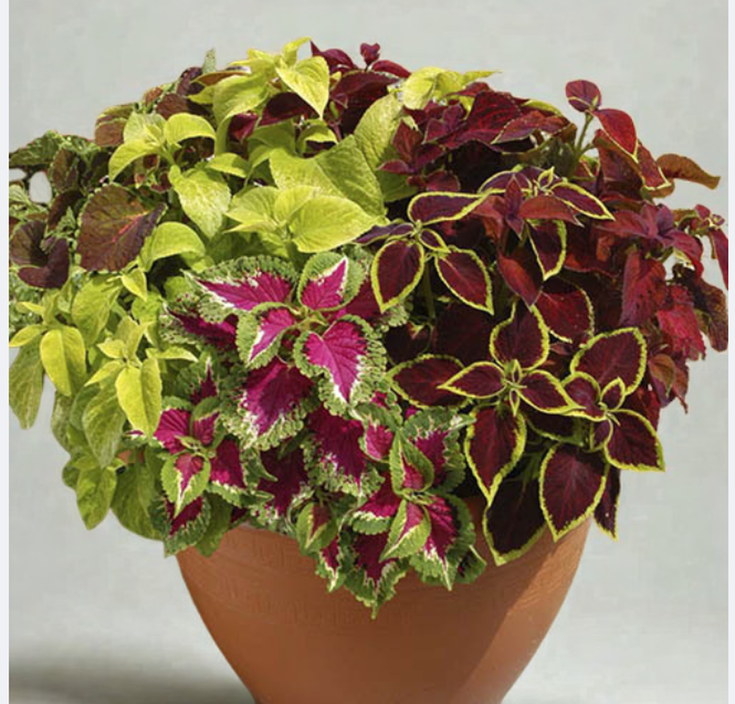 Coleus bye, bye MIX