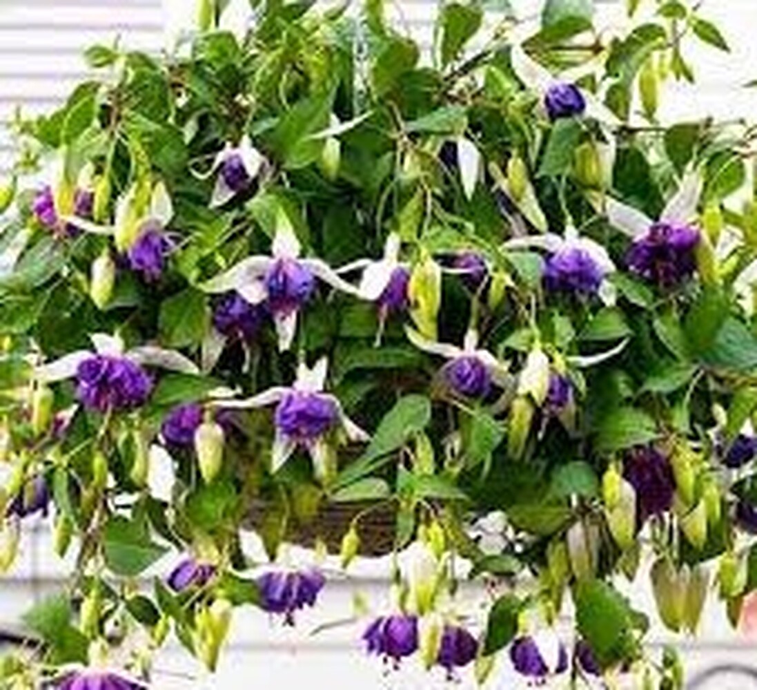 Fuchsia cultivars 'Blue Angel'