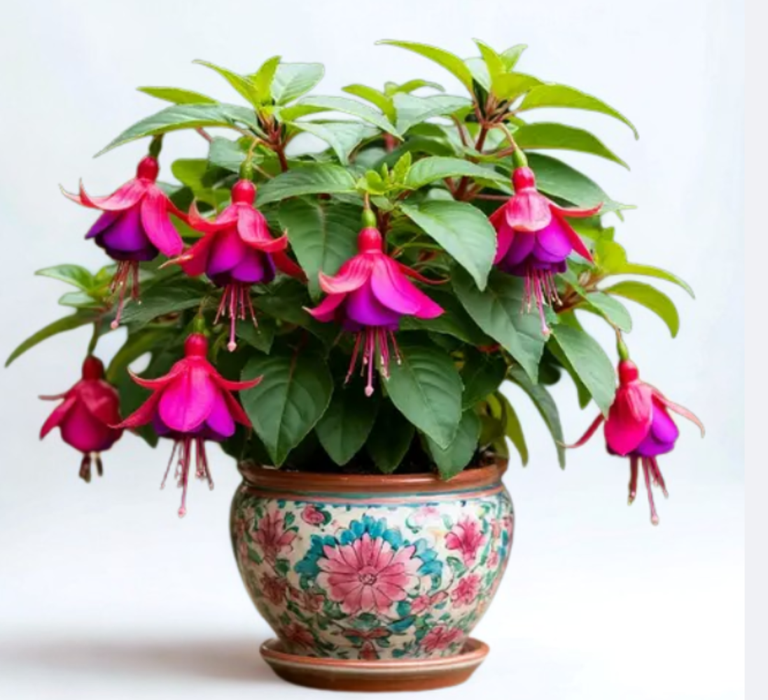 Fuchsia cultivars 'Dark Eyes'