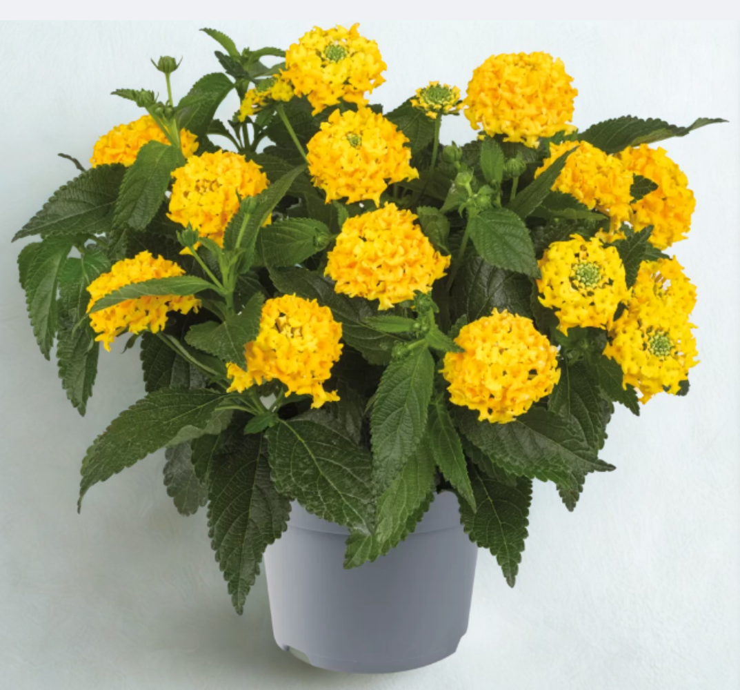 Lantana Lantropics Yellow