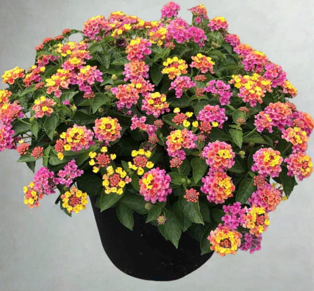 Lantana Lantropics Lemon Pink