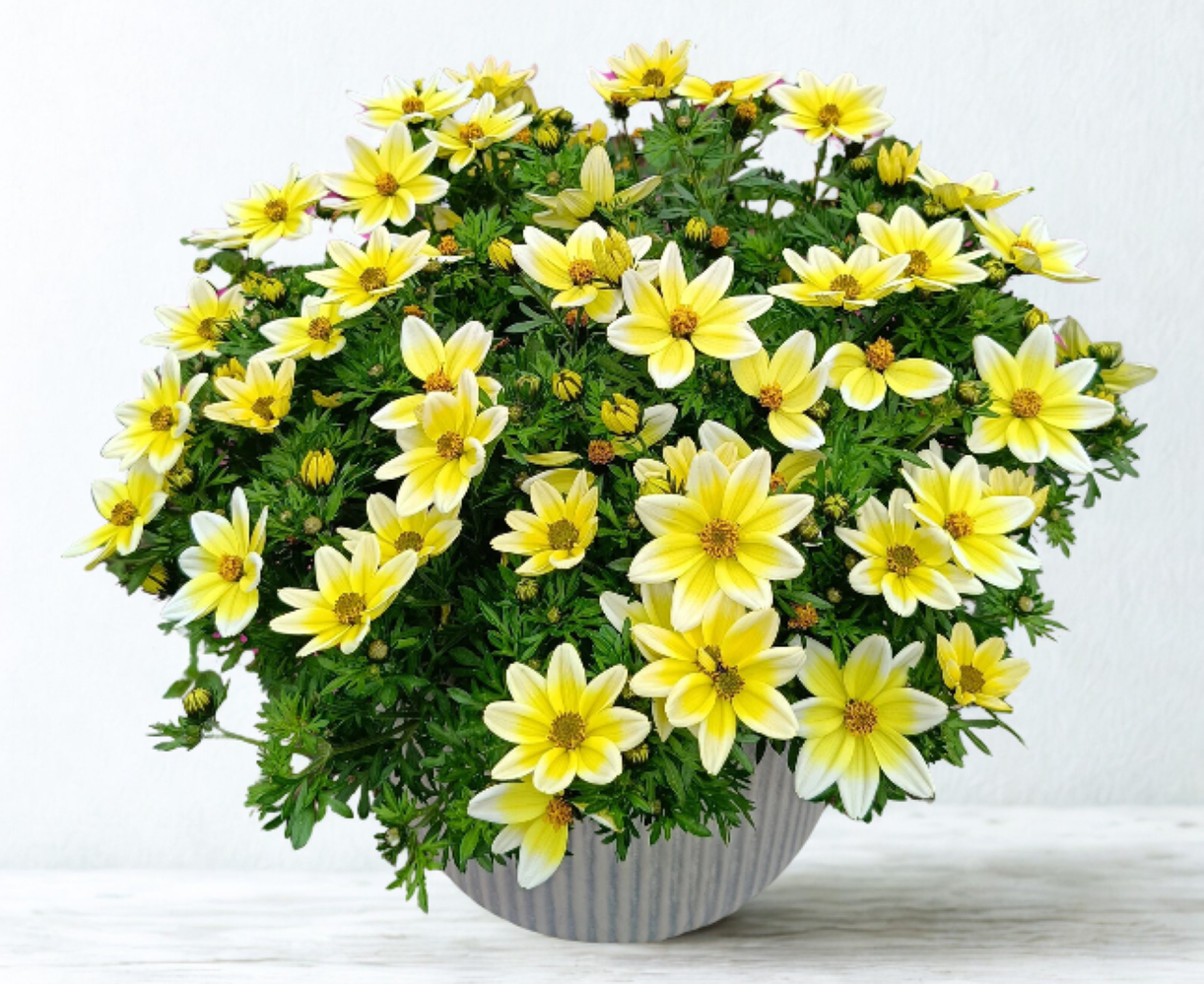 Bidens Sunbird White Yellow