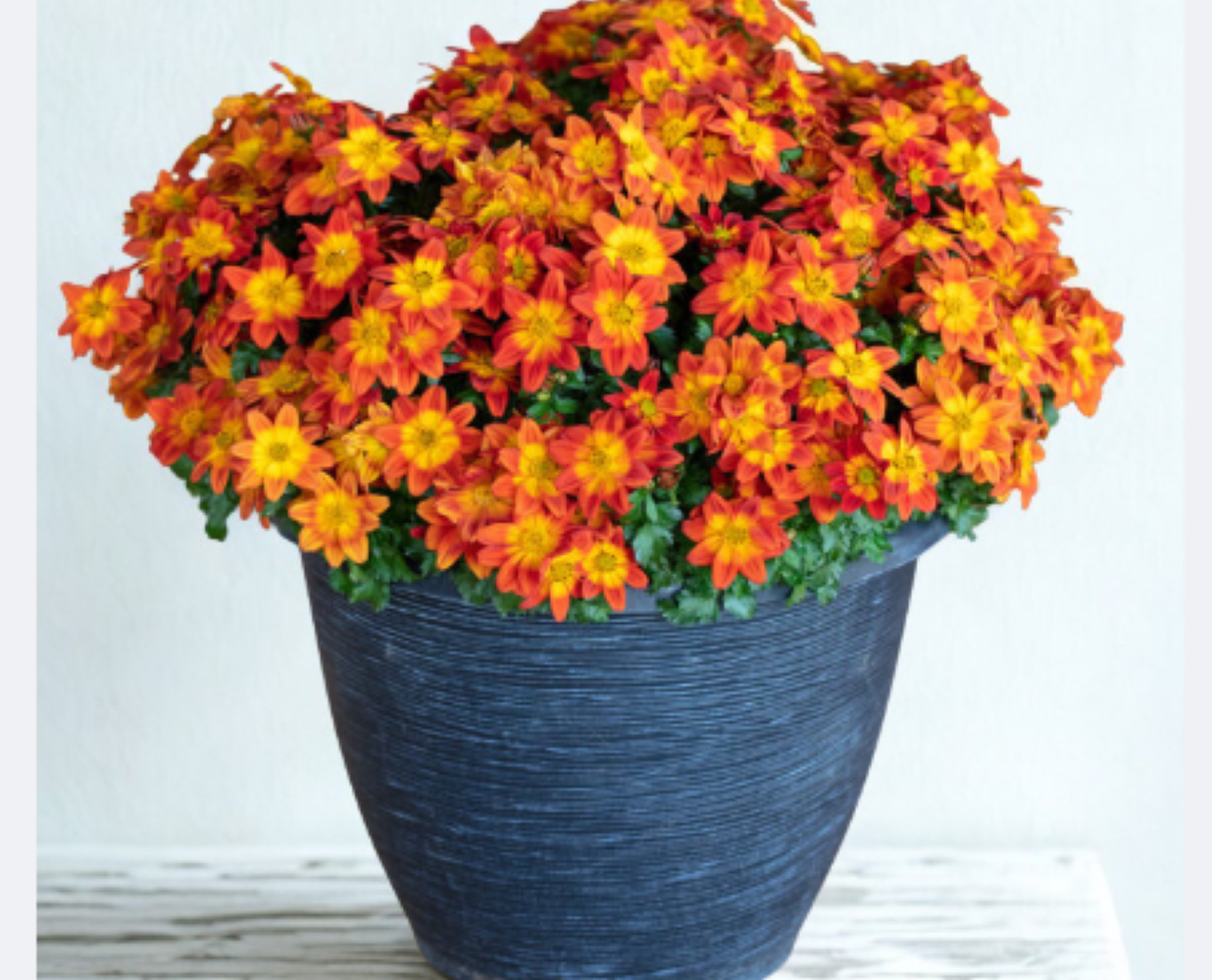 Bidens Sunbird Red-Yellow