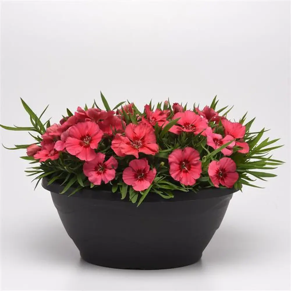 Dianthus Coronet Mix