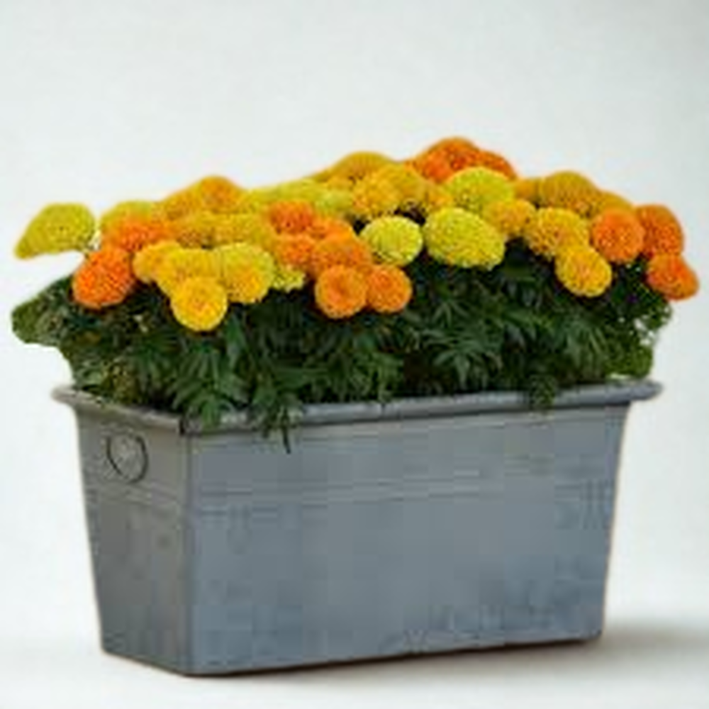 Тагетес Дуранго микс