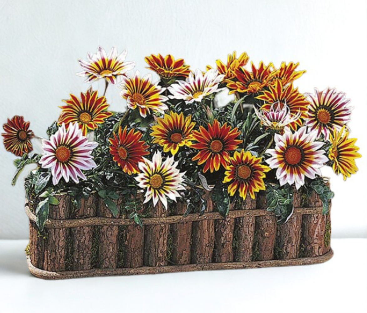 Gazania New Day Mix Tiger