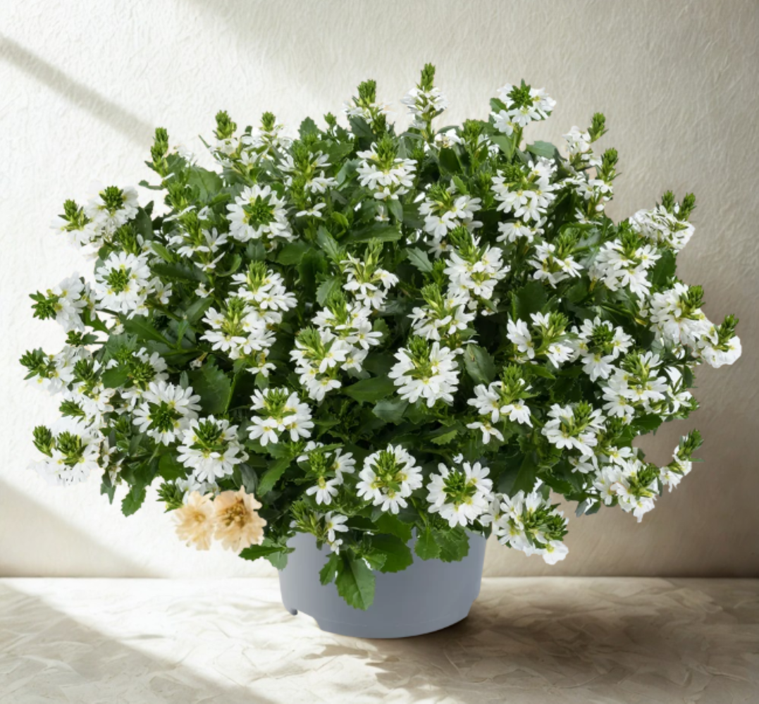 Scaevola Ventia Whiete