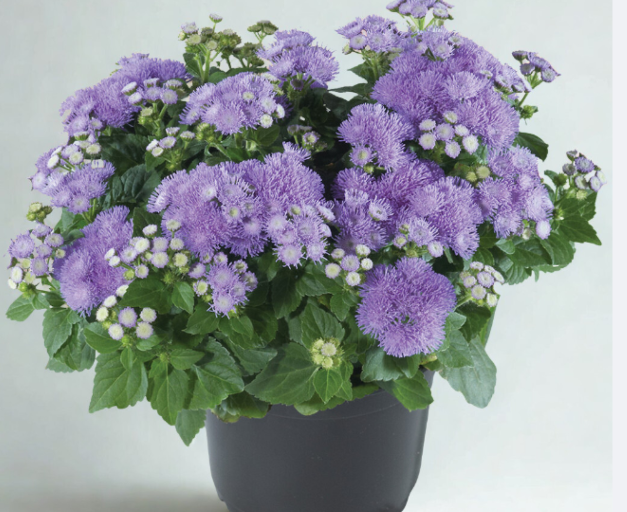 Ageratum Aloha Blue