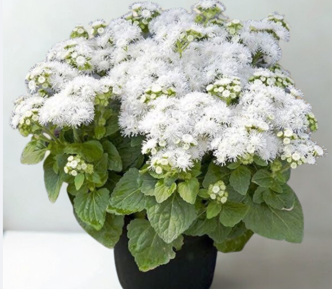 Ageratum Aloha White