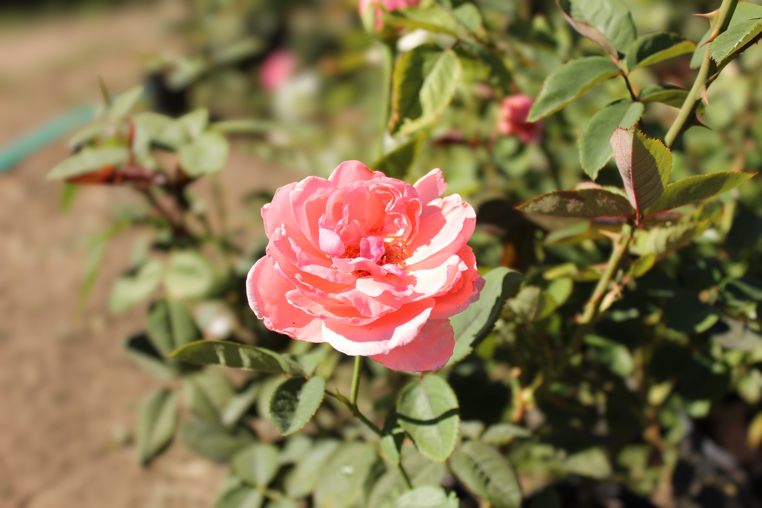 Роза храстовидна розова