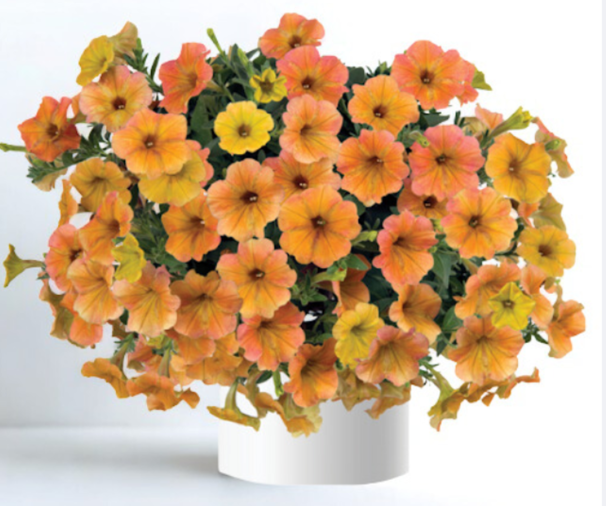 Atkinsiana Indian Summer 