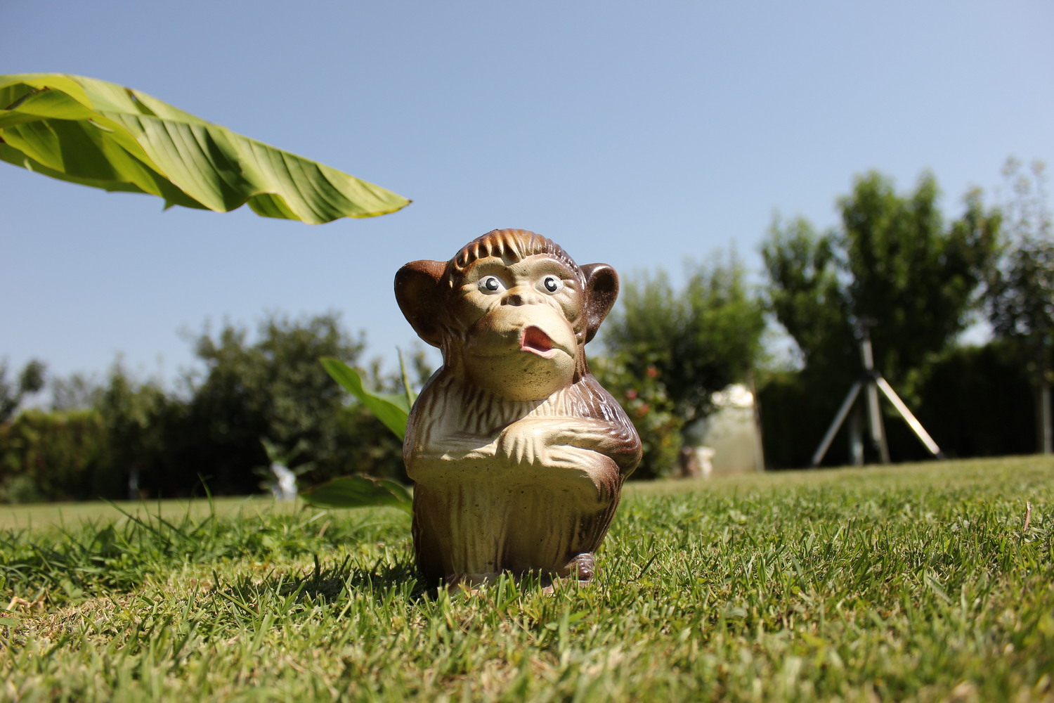 Маймуна кафява