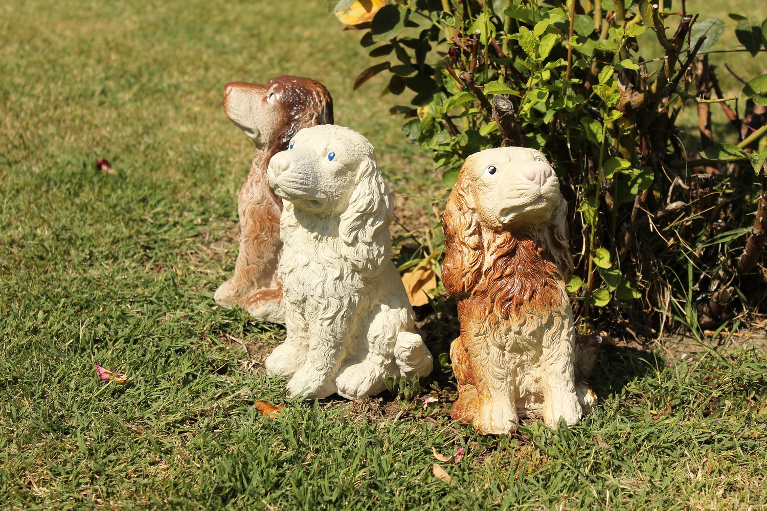 Куче - кафяво